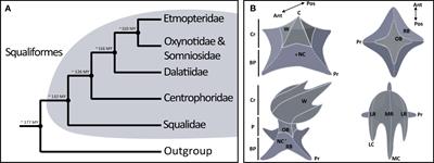Placoid scales in bioluminescent sharks: Scaling their evolution using morphology and elemental composition